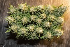 Kali Mist f.fem