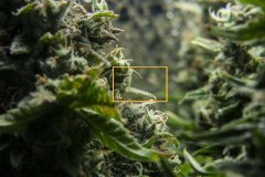Click2Zoom