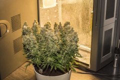 Kali Mist f.fem