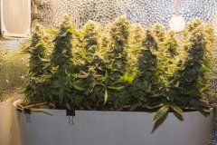 Kali Mist f.fem