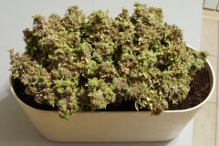 Kali Mist f.fem