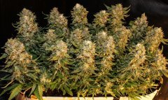 Kali Mist f.fem
