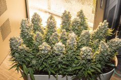 Kali Mist f.fem