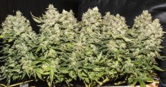 Kali Mist f.fem В40Ц51