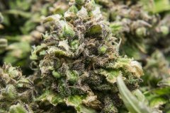 Kali Mist f.fem