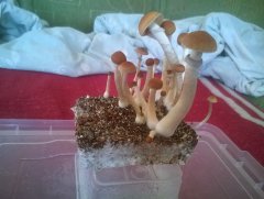 Psilocybe Cubensis Argentina