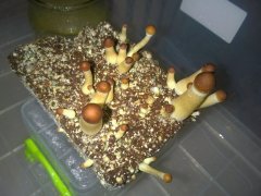 Psilocybe Cubensis Argentina