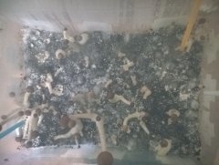 Psilocybe Cubensis Argentina