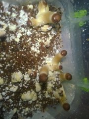 Psilocybe Cubensis Argentina