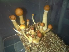 Psilocybe Cubensis Argentina