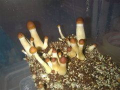 Psilocybe Cubensis Argentina