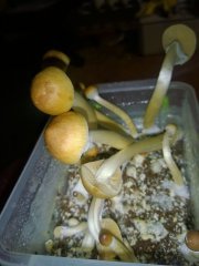 Psilocybe Cubensis Argentina