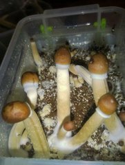 Psilocybe Cubensis Argentina