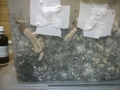 Psilocybe Cubensis Argentina