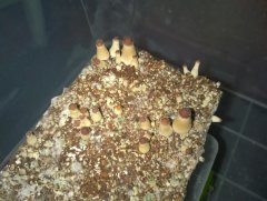 Psilocybe Cubensis Argentina