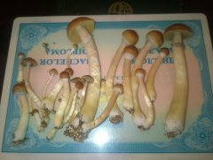 Psilocybe Cubensis Argentina