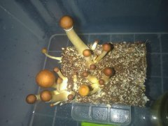 Psilocybe Cubensis Argentina