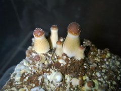 Psilocybe Cubensis Argentina