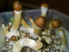 Psilocybe Cubensis Argentina