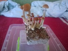 Psilocybe Cubensis Argentina
