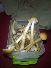Psilocybe Cubensis Argentina