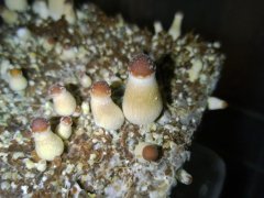 Psilocybe Cubensis Argentina