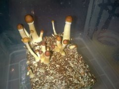 Psilocybe Cubensis Argentina