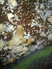 Psilocybe Cubensis Argentina