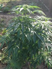 Украденный Durban Poison