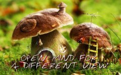 Open mind For A different view