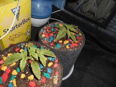 DSCN1787