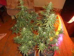 35 дней. Bulk Seed Bank 1)Bubblegum 2)White Widow 3)Auto Mazar 4)Purple к Led добавил Днат 400ват