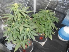 21 день. Bulk Seed Bank 1)Bubblegum  2)White Widow