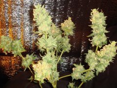 g13xwidow2