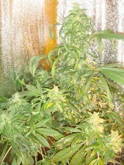 power plant1