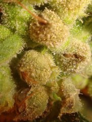 G13 Widow3