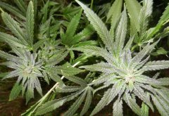 Lavender x AfghaniStar