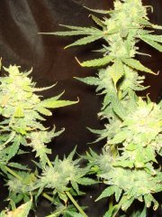 G13 Widow1