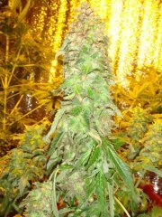 afghan kush2