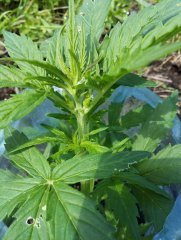MAZARFEM BULK SEEDS