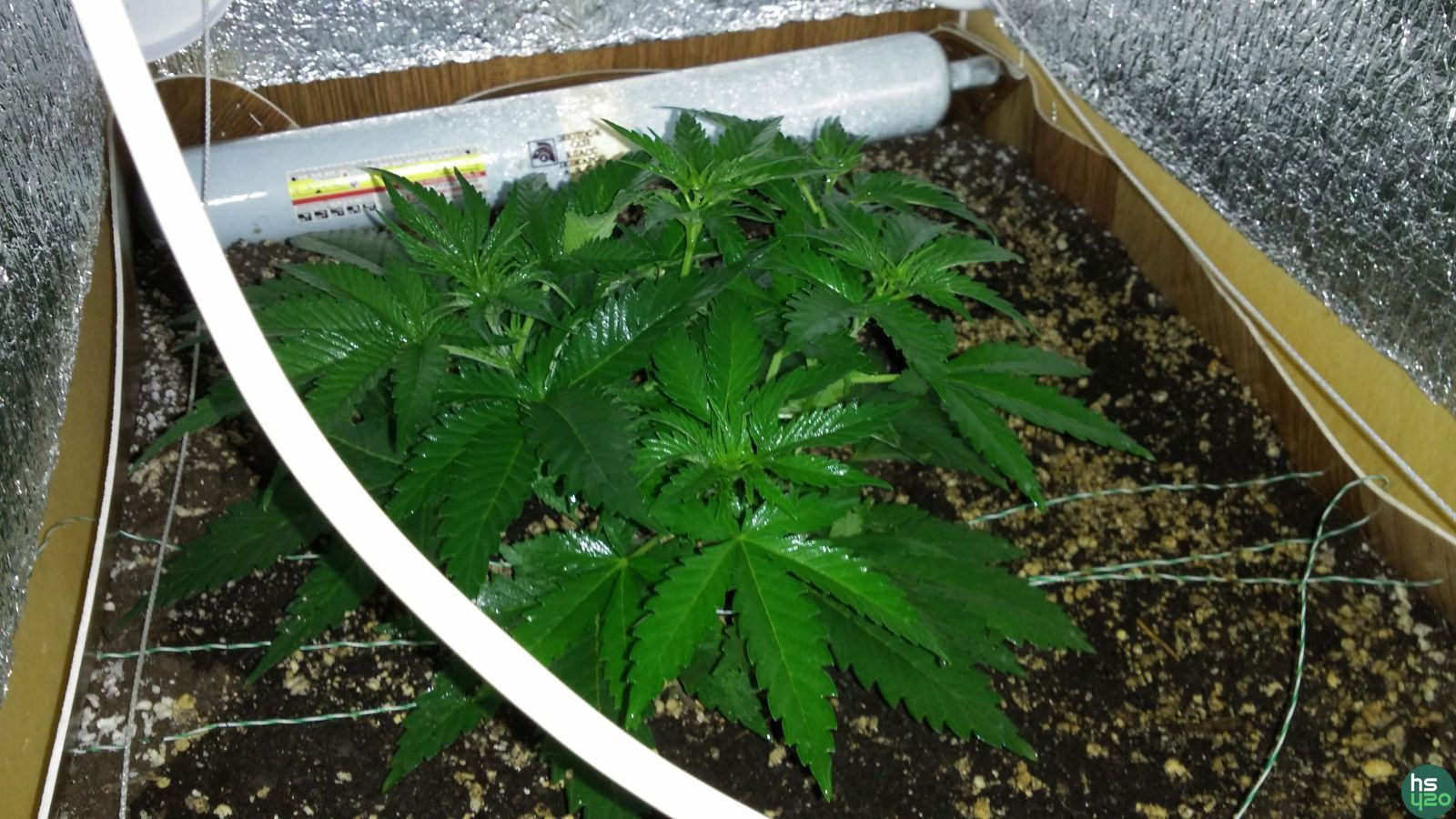 Critical fem Bulk seed