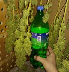 критикал куш