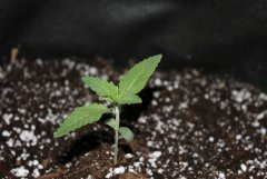 Critical Cush