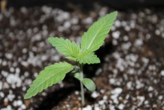Critical_Cush