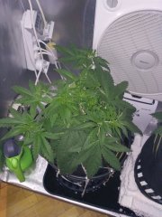 Куш 2