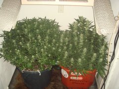 Cookies Kush \ Barney's Farm & Tangerine \ Blk.Seeds