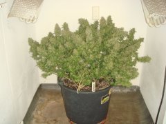 Cookies Kush \ Barney's Farm