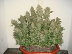 Tangerine \ Blk.Seeds