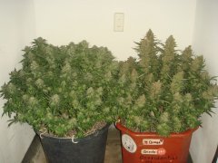 Cookies Kush \ Barney's Farm & Tangerine \ Blk.Seeds