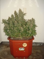 Tangerine \ Blk.Seeds